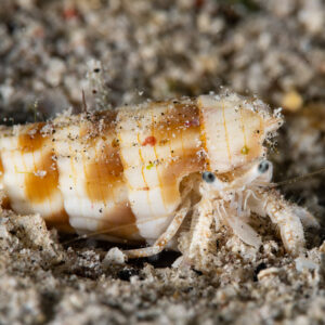 Hermit crab in striped auger shell walking on sand at night, Komodo, Indonesia