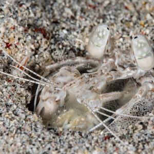 Mantis shrimp peering from its sand burrow with antennae spread, Komodo, Indonesia