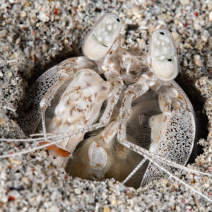 Close-up of mantis shrimp with white eyes in sand burrow entrance, Komodo, Indonesia