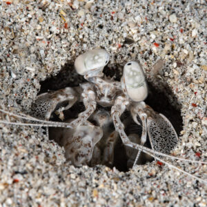 Mantis shrimp partly withdrawn inside its sandy burrow, Komodo, Indonesia