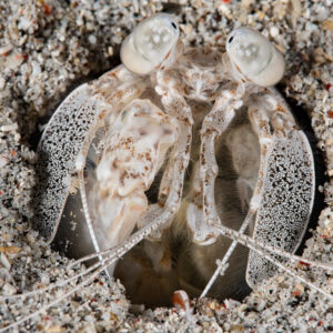 Frontal portrait of mantis shrimp filling its burrow opening, Komodo, Indonesia