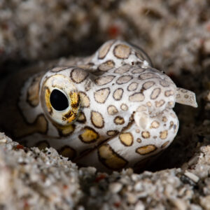 Napoleon snake eel head emerging from black sand at night, Komodo, Indonesia