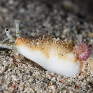 Conch with stalked eyes crawling on sand carrying a pink shell, Komodo, Indonesia