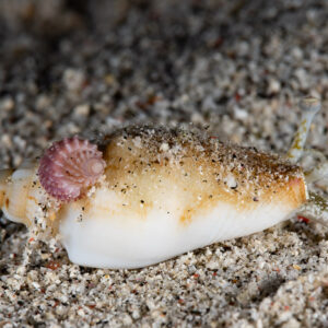Conch on sand seen from the other side with eyestalks raised, Komodo, Indonesia