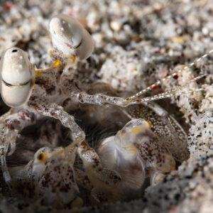 Mantis shrimp with raised eyes and raptorial claws at burrow mouth, Komodo, Indonesia