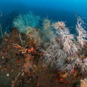 White black coral bushes on volcanic black sand slope, Sangeang Island, West Nusa Tenggara, Indonesia