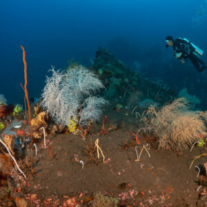 Woman diver beyond black coral bushes and whip corals on black sand, Sangeang Island, West Nusa Tenggara, Indonesia