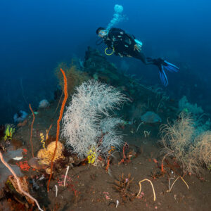Woman diver swimming above black coral bushes on volcanic slope, Sangeang Island, West Nusa Tenggara, Indonesia