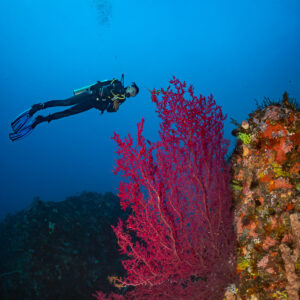 Vue verticale d’une plongeuse à côté d’une gorgone rouge vif, île de Sangeang, Nusa Tenggara occidental, Indonésie