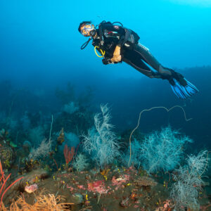 Woman diver hovering above white black coral garden on black sand, Sangeang Island, West Nusa Tenggara, Indonesia
