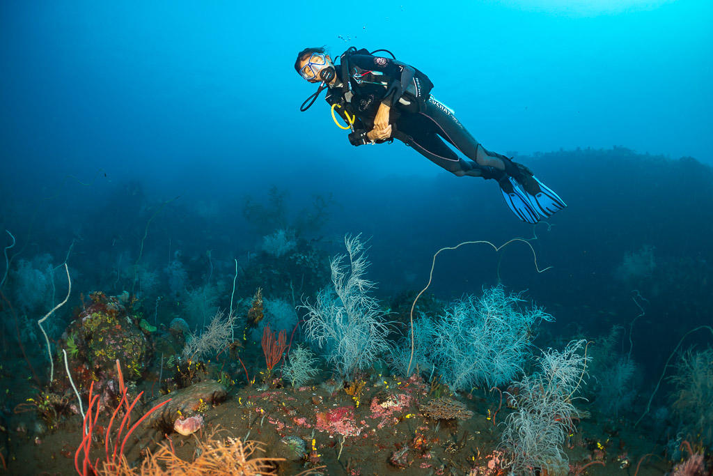 Plongeuse en suspension au-dessus d’un jardin de corail noir blanc sur sable noir, île de Sangeang, Nusa Tenggara occidental, Indonésie