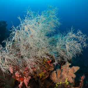 Large white black coral bush on volcanic reef in blue water, Sangeang Island, West Nusa Tenggara, Indonesia