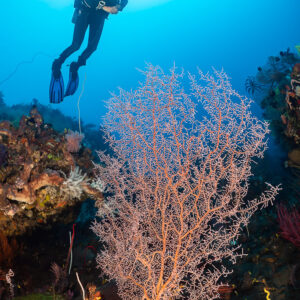Vertical woman diver above a pink sea fan against sunburst, Sangeang Island, West Nusa Tenggara, Indonesia