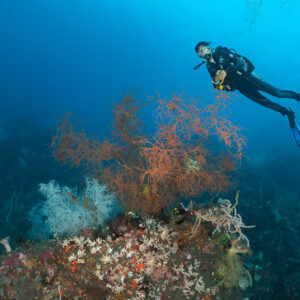 Woman diver above orange black coral bush on volcanic reef, Sangeang Island, West Nusa Tenggara, Indonesia