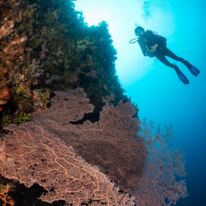 Woman diver silhouette above pink sea fan on reef wall, Sangeang Island, West Nusa Tenggara, Indonesia
