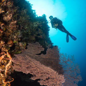 Woman diver descending along wall past large pink sea fan, Sangeang Island, West Nusa Tenggara, Indonesia