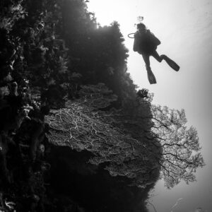 Black-and-white diver silhouette above sea fan on reef wall, Sangeang Island, West Nusa Tenggara, Indonesia