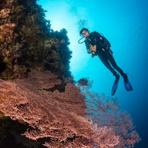 Woman diver facing camera beside pink sea fan on wall, Sangeang Island, West Nusa Tenggara, Indonesia