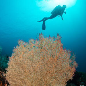 Diver silhouette against sun above wide golden sea fan, Sangeang Island, West Nusa Tenggara, Indonesia