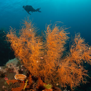 Orange black coral bush with diver silhouette in background, Sangeang Island, West Nusa Tenggara, Indonesia