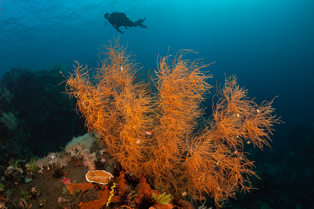 Orange black coral bush with diver silhouette in background, Sangeang Island, West Nusa Tenggara, Indonesia