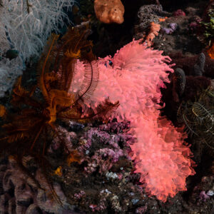 Anémone de mer rose fluorescent à côté de crinoïdes et de corail noir blanc, île de Sangeang, Nusa Tenggara occidental, Indonésie