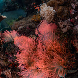 Vue verticale d’une anémone de mer rose fluorescent sur un récif volcanique, île de Sangeang, Nusa Tenggara occidental, Indonésie
