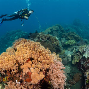 Woman diver above large leather coral mound on black sand, Sangeang Island, West Nusa Tenggara, Indonesia