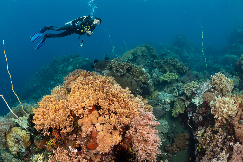 Woman diver above large leather coral mound on black sand, Sangeang Island, West Nusa Tenggara, Indonesia