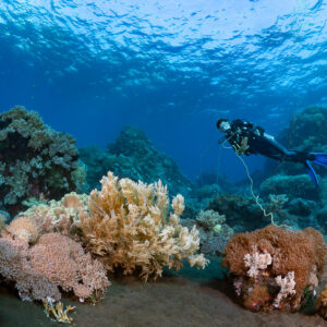 Woman diver behind soft coral and sponge cluster on black sand, Sangeang Island, West Nusa Tenggara, Indonesia