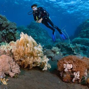Woman diver facing camera above soft corals on black sand, Sangeang Island, West Nusa Tenggara, Indonesia