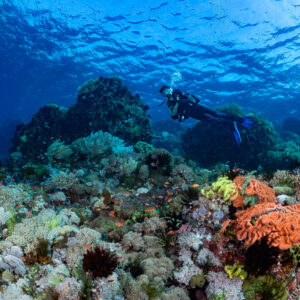 Woman diver beyond orange sponge and sea urchins on shallow reef, Sangeang Island, West Nusa Tenggara, Indonesia