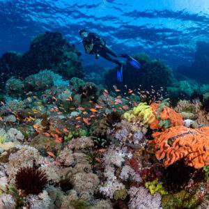 Plongeuse au-dessus d’un récif coloré avec éponge orange et anthias, île de Sangeang, Nusa Tenggara occidental, Indonésie