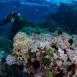 Woman diver above soft coral mound with swirling anthias, Sangeang Island, West Nusa Tenggara, Indonesia
