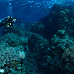 Woman diver beside tall coral pinnacles in shallow blue water, Sangeang Island, West Nusa Tenggara, Indonesia