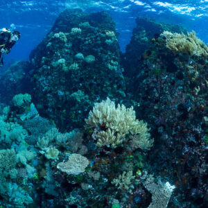 Woman diver between coral-covered rock pinnacles, Sangeang Island, West Nusa Tenggara, Indonesia