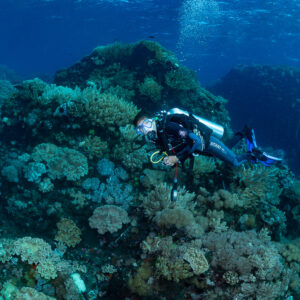 Woman diver exploring coral-covered boulders near the surface, Sangeang Island, West Nusa Tenggara, Indonesia
