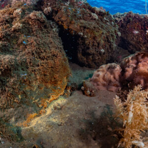 Blocs coralliens volcaniques et coraux mous près d’une zone d’émanations chaudes, île de Sangeang, Nusa Tenggara occidental, Indonésie