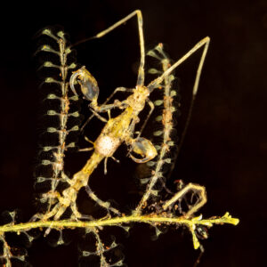 Skeleton shrimp clinging to yellow hydroid on black background, Komodo, Indonesia
