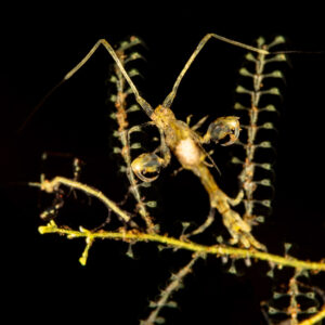 Skeleton shrimp with raised arms on hydroid branch, vertical frame, Komodo, Indonesia