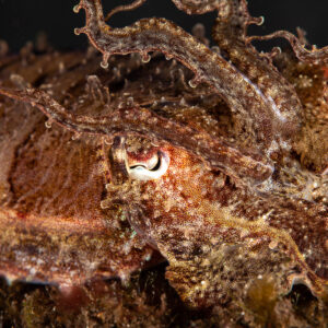 Close-up of cuttlefish eye and textured arms on dark bottom, Komodo, Indonesia