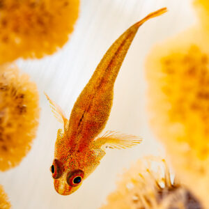 Ghost goby resting on leather coral among extended polyps, Komodo, Indonesia