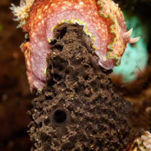 Red dorid nudibranch with wavy yellow margin draped over a sponge, Komodo, Indonesia