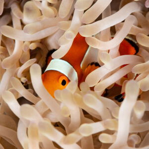 False clown anemonefish nestled among pale anemone tentacles, Komodo, Indonesia