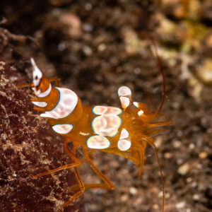 Squat shrimp on dark reef, vertical macro, Komodo, Indonesia