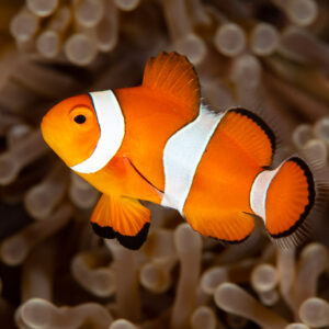 False clown anemonefish swimming in front of its anemone, Komodo, Indonesia