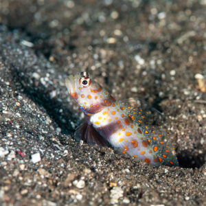 Spotted shrimpgoby peeking from burrow in black sand, Komodo, Indonesia