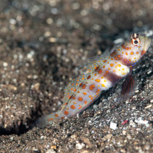 Spotted shrimpgoby perched at burrow entrance on black sand slope, Komodo, Indonesia