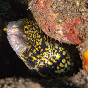 Snowflake moray peering from crevice beside red encrusted rock, Komodo, Indonesia