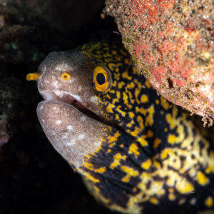 Close-up of snowflake moray with open mouth in its crevice, Komodo, Indonesia